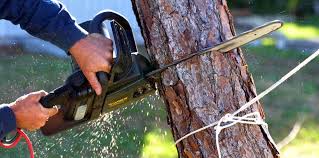 Trusted Valatie, NY Tree Removal and Landscaping Services Experts